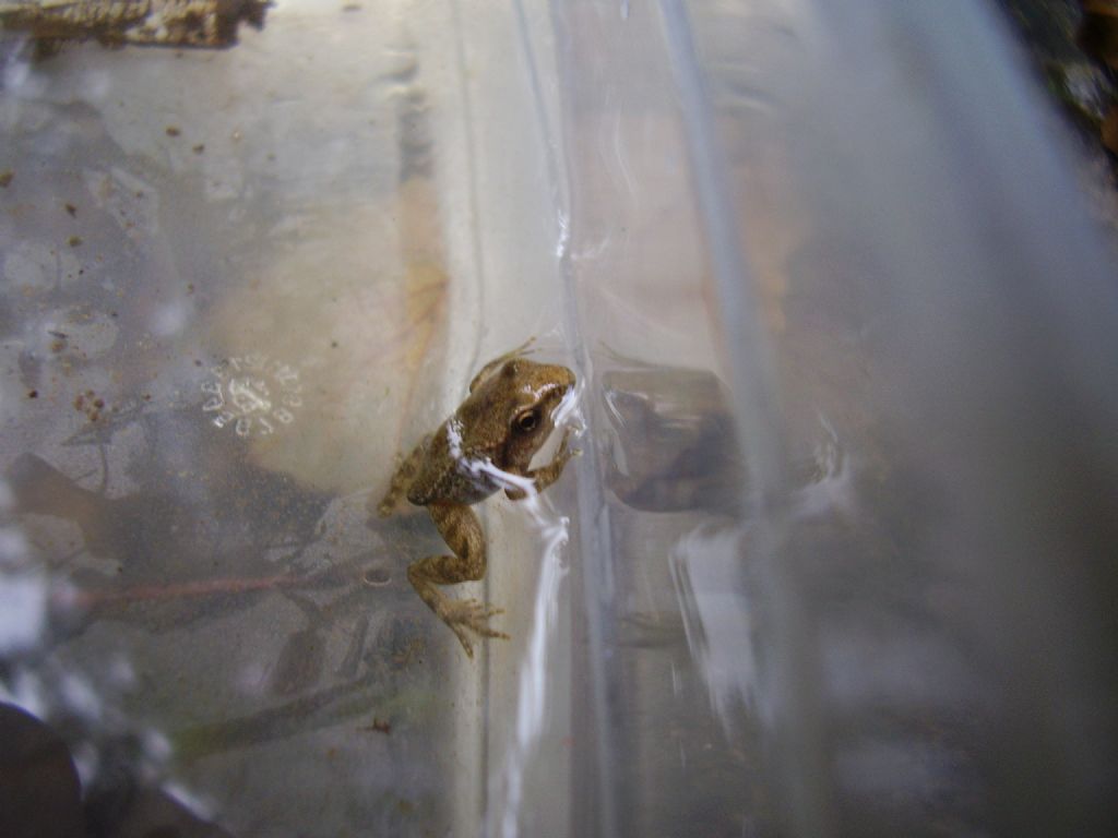 Rana italica